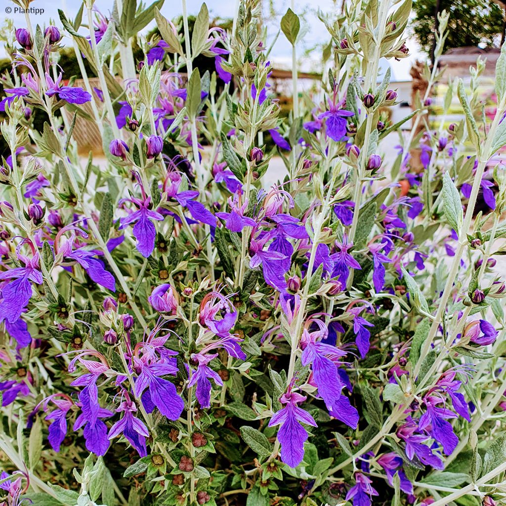 Teucrium Indyho - Germandrée arbustive