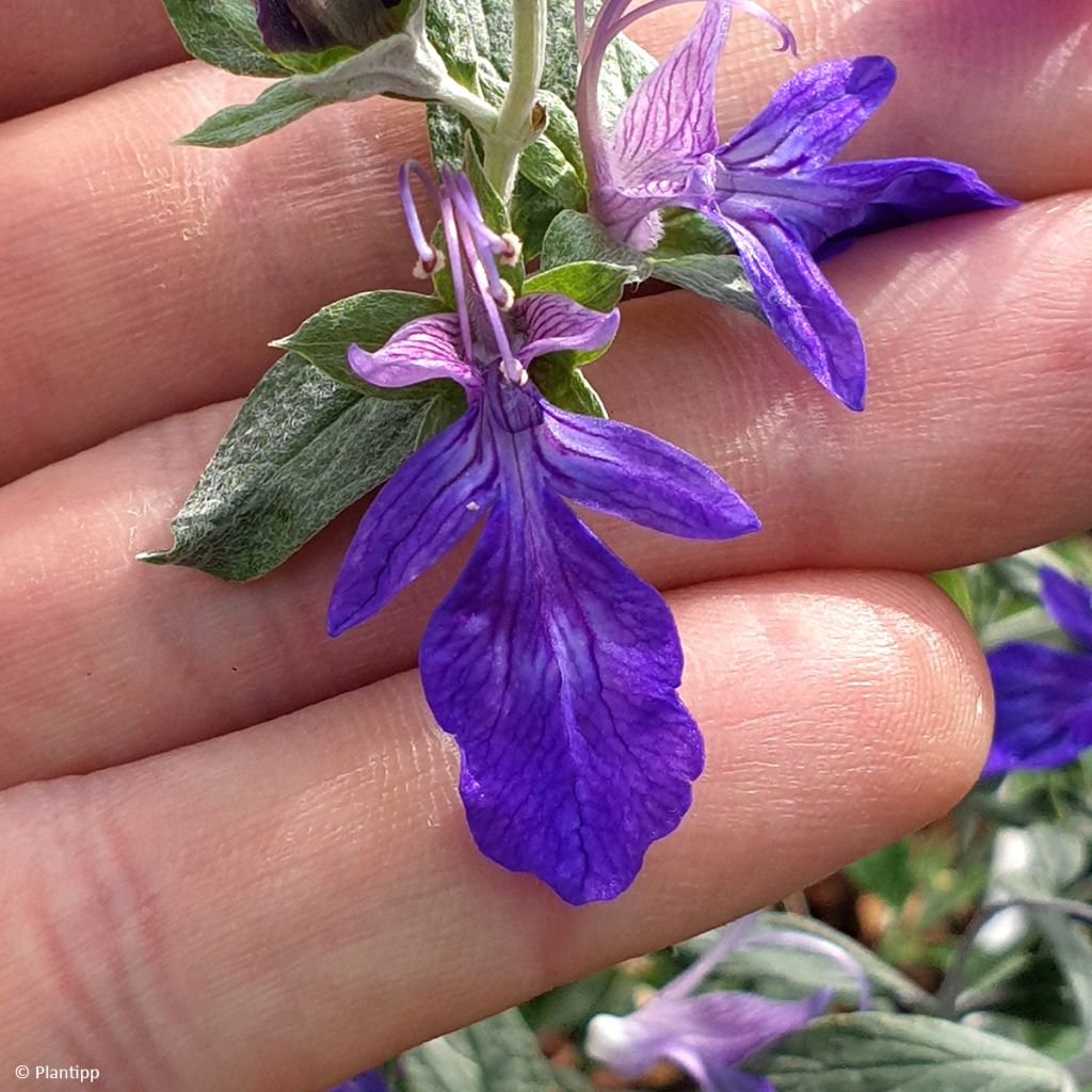 Teucrium Indyho - Germandrée arbustive