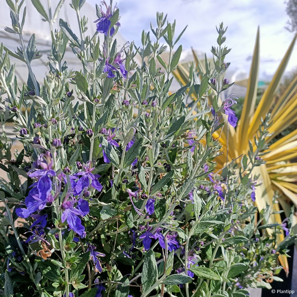 Teucrium Indyho - Germandrée arbustive