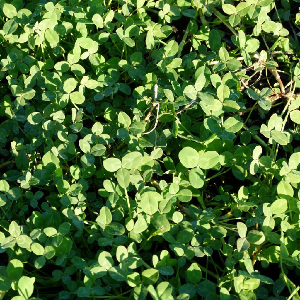 Trifolium fragiferum - Trèfle porte-fraise