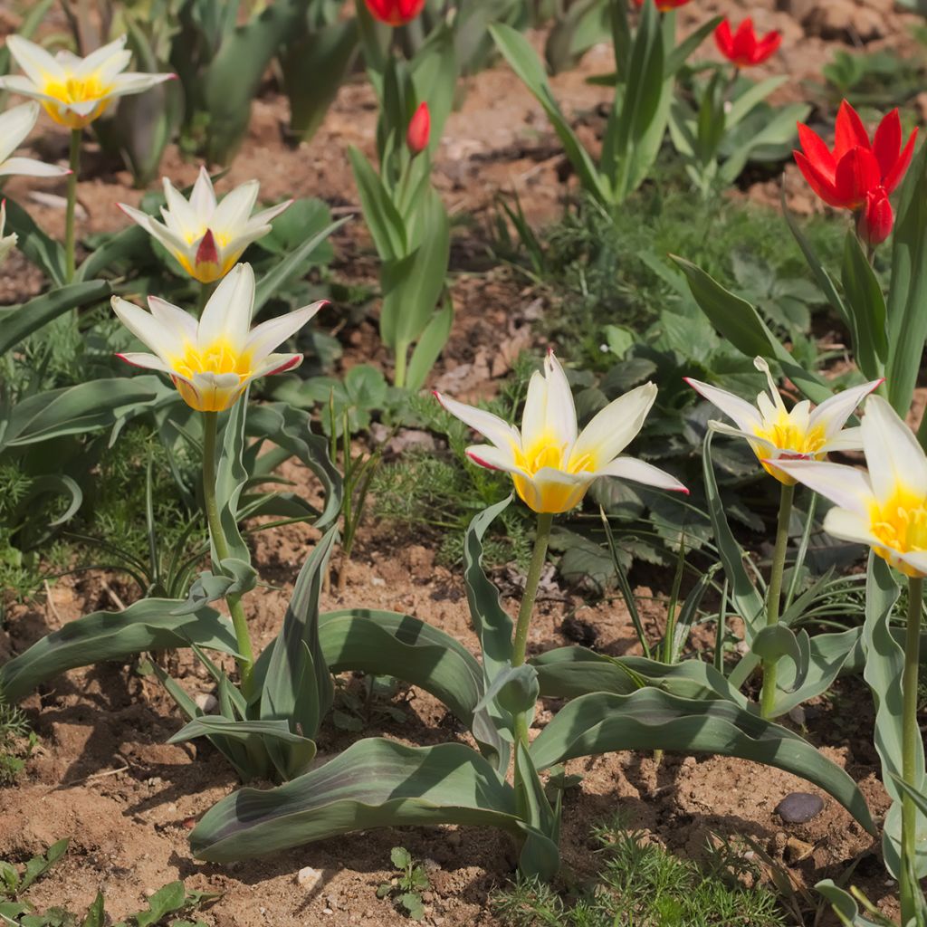 Tulipe botanique greigii White Fire