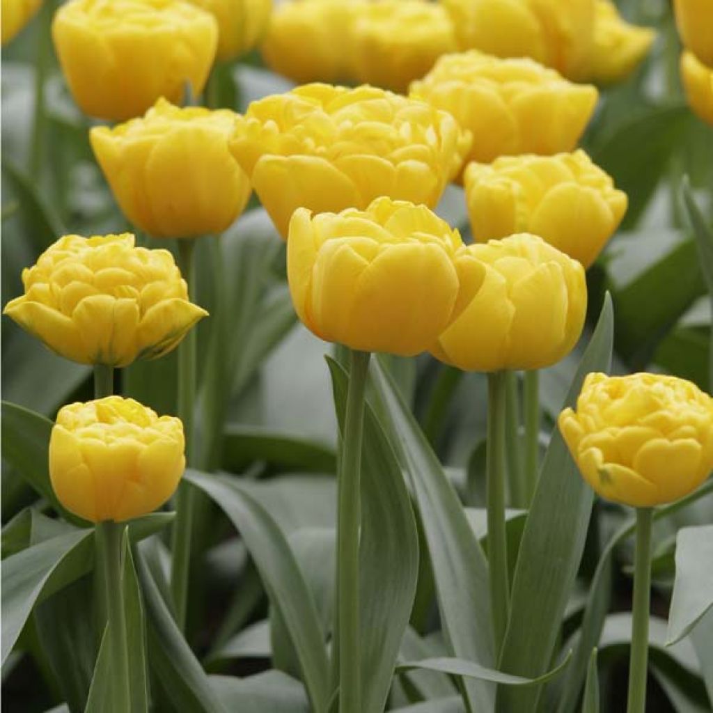 Tulipe Double Tardive Gold Fever