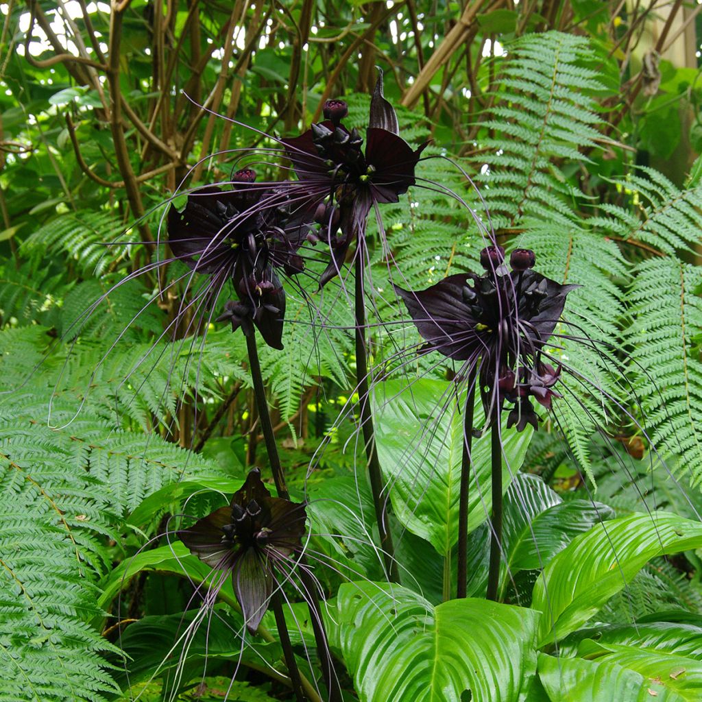 Tacca chantrieri - Fleur Chauve-souris