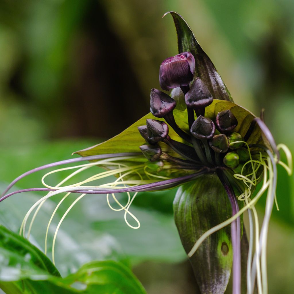 Tacca chantrieri - Fleur Chauve-souris