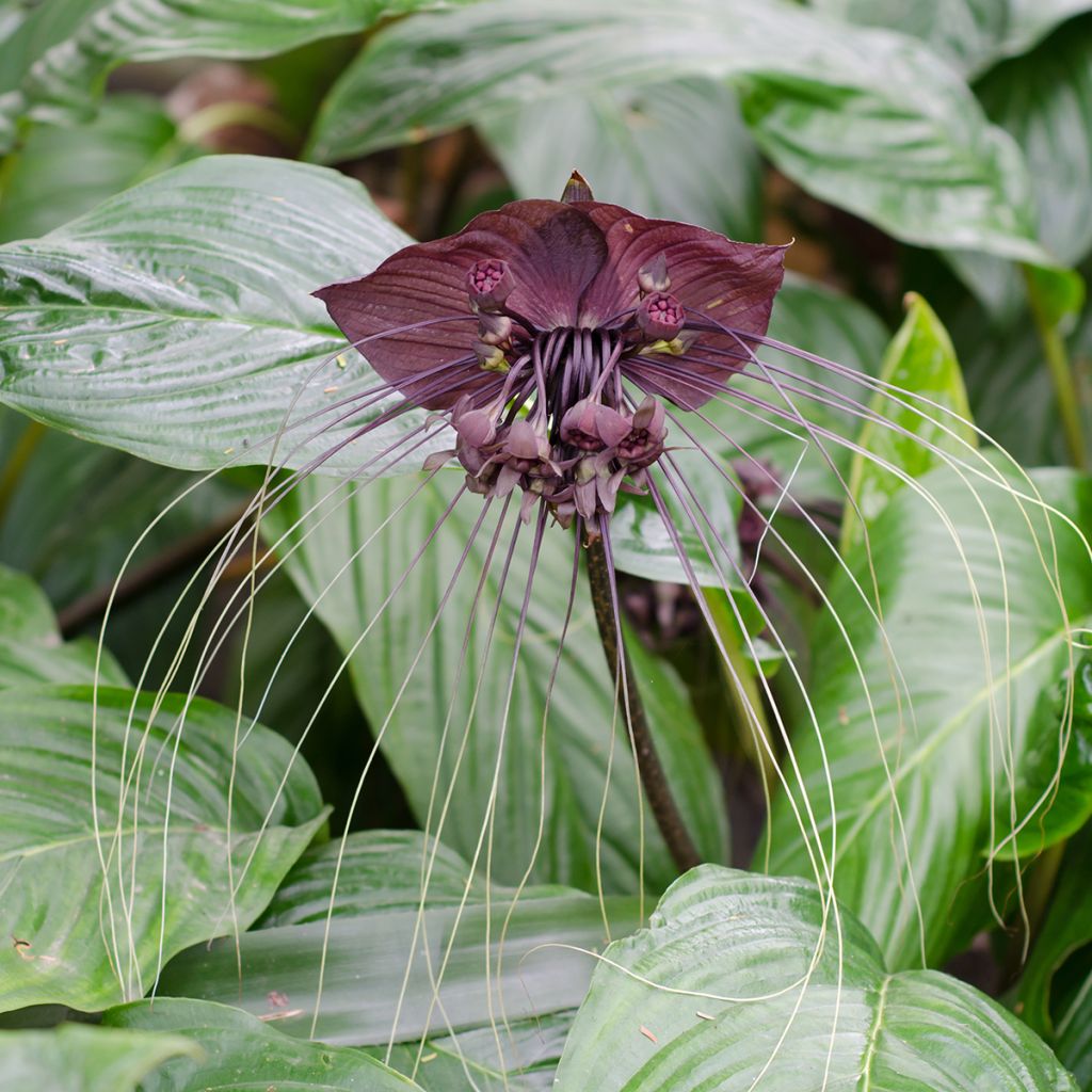 Tacca chantrieri - Fleur Chauve-souris