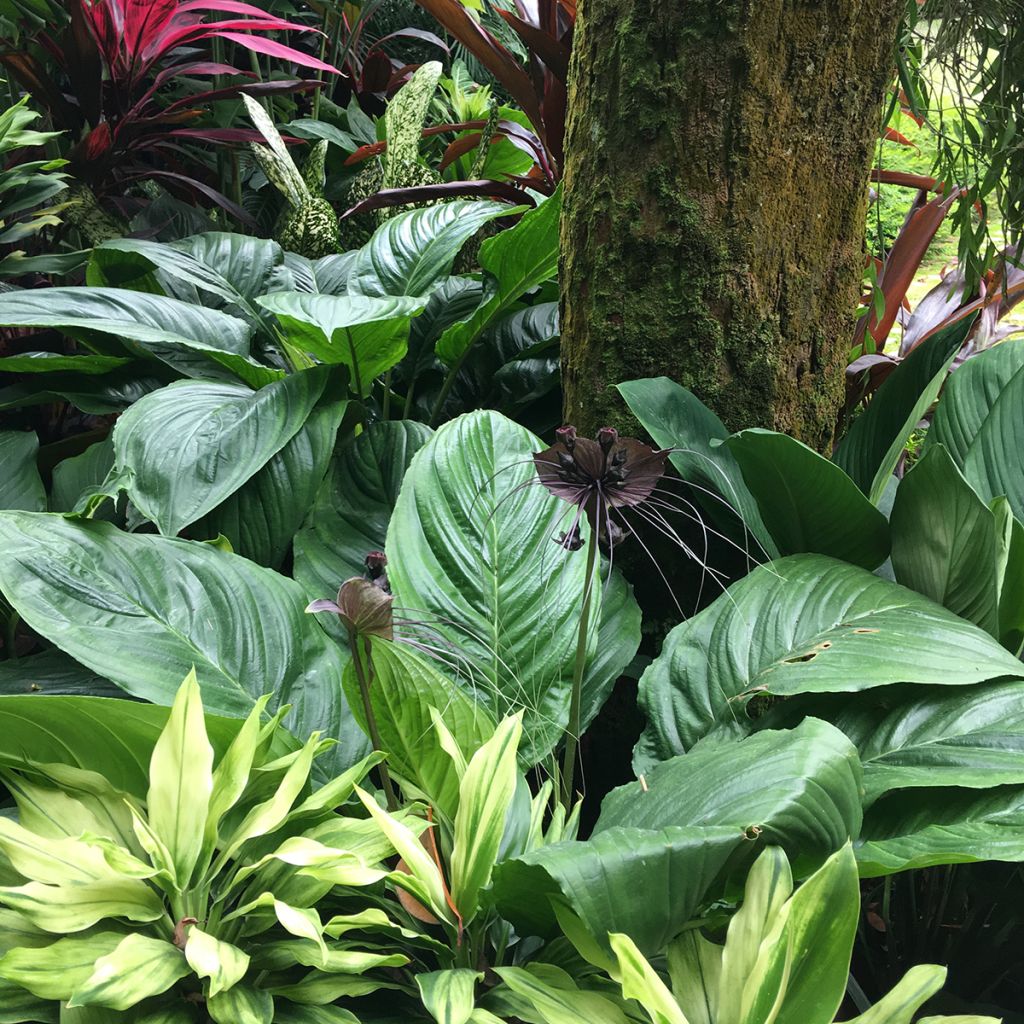 Tacca chantrieri - Fleur Chauve-souris