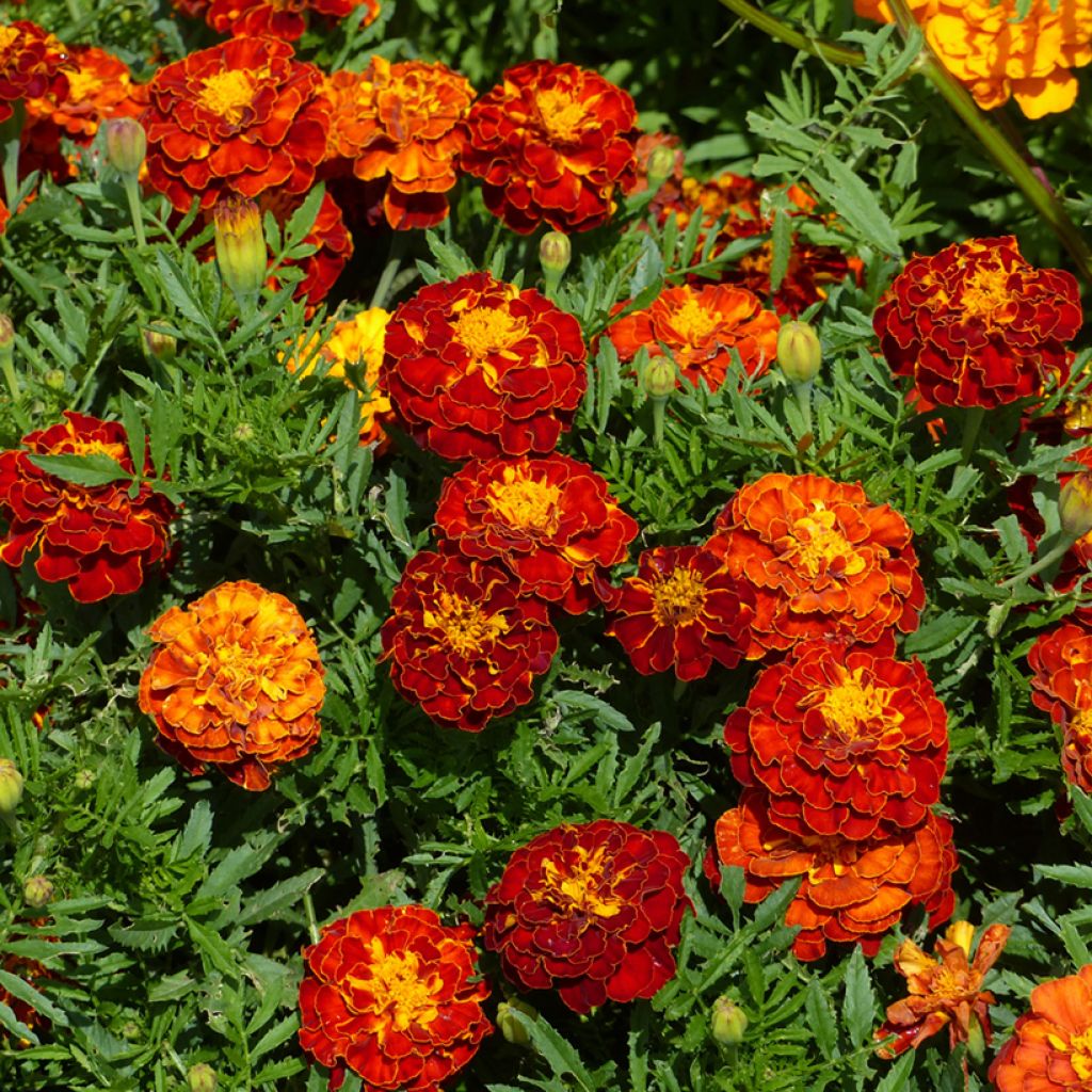 Graines d'Oeillet d’Inde Rusty Red - Tagetes patula