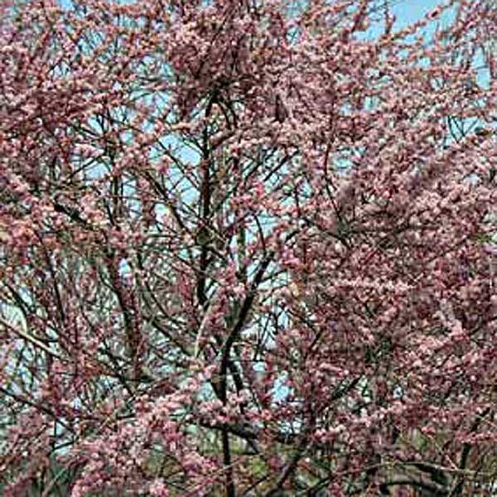 Tamaris Ramosissima Pink Cascade