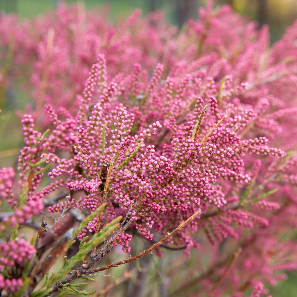 Tamarix gallica - Tamaris français, Tamaris commun