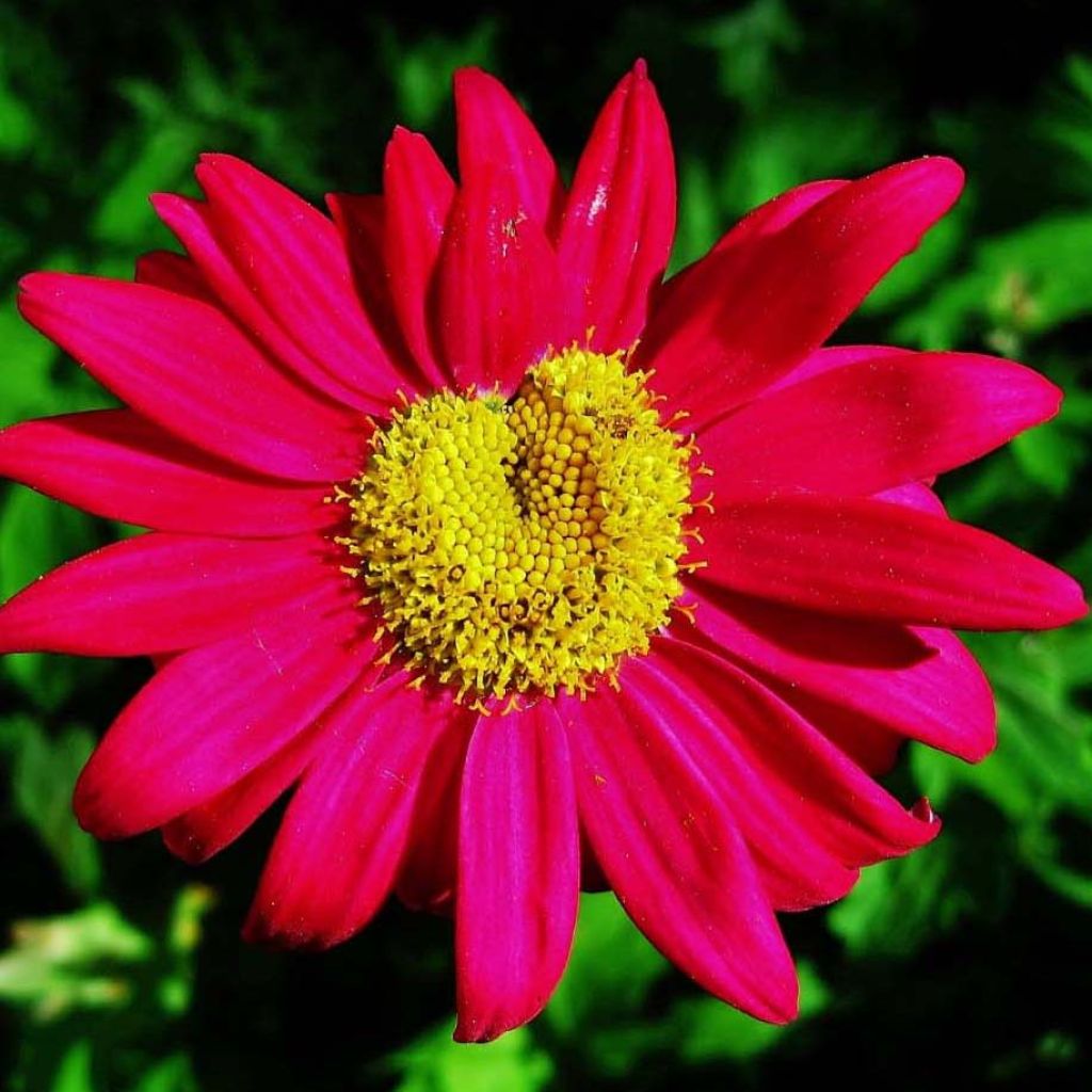 Pyrèthre Robinson's Red - Tanacetum coccineum