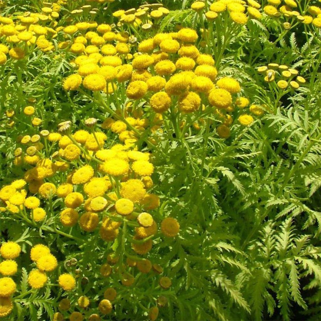 Tanacetum vulgare Isla Gold - Tanaisie à feuilles dorées