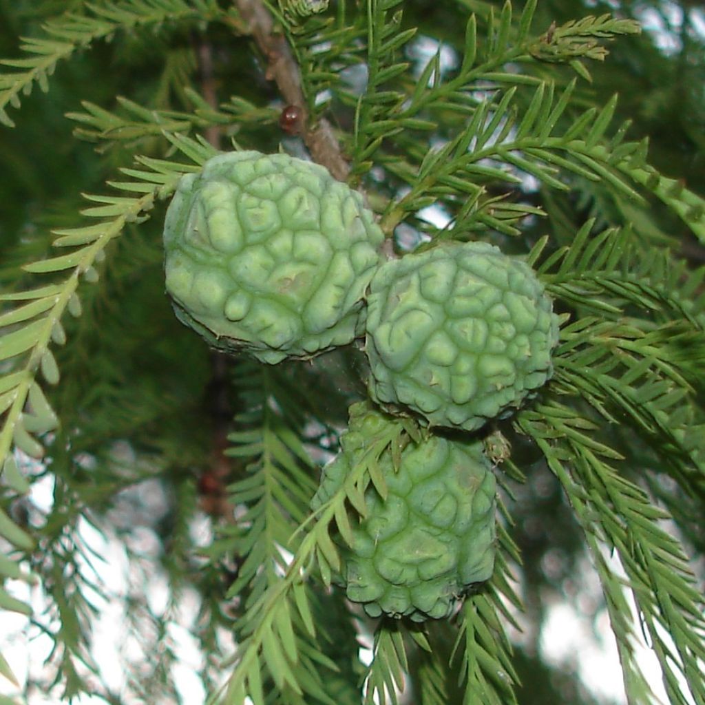 Taxodium distichum - Cyprès chauve