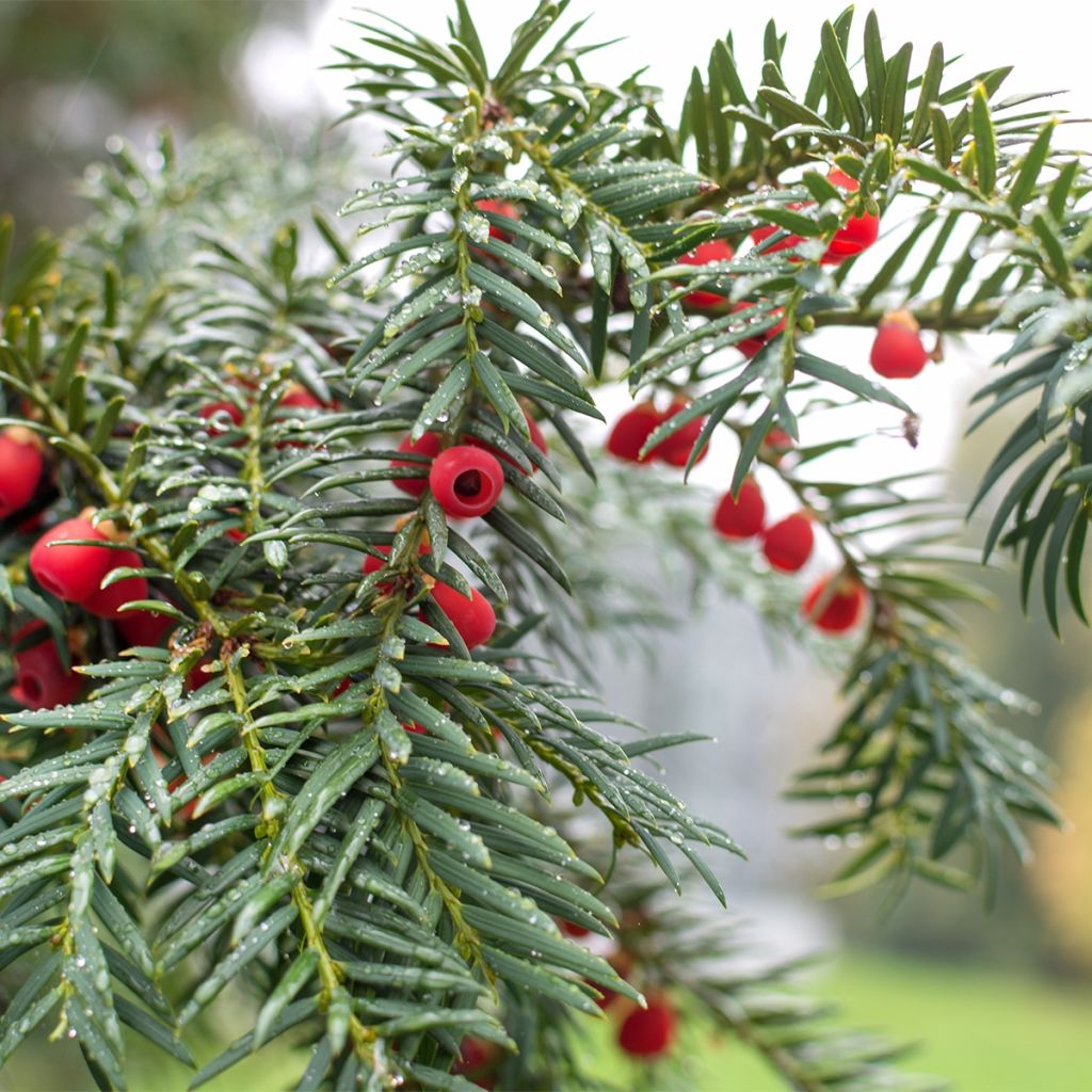 Taxus baccata Dovastoniana - If commun 