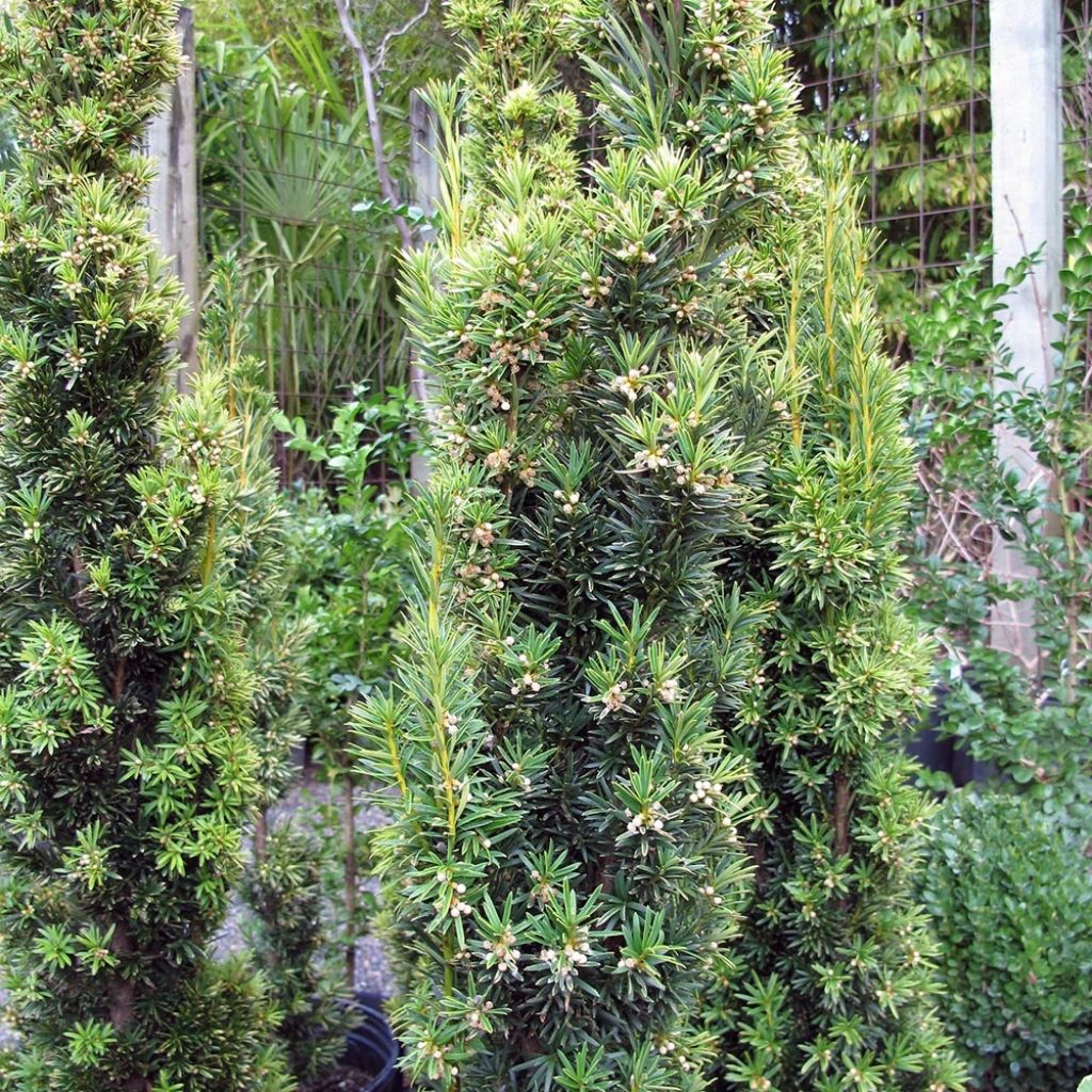 Taxus baccata Fastigiata Aurea - If commun doré