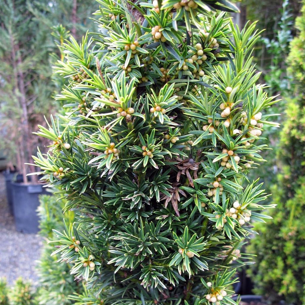 Taxus baccata Fastigiata Aurea - If commun doré
