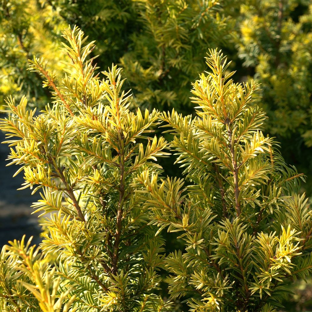 If commun - Taxus baccata Kupfergold