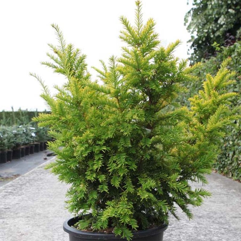 Taxus baccata Semperaurea - If commun doré.