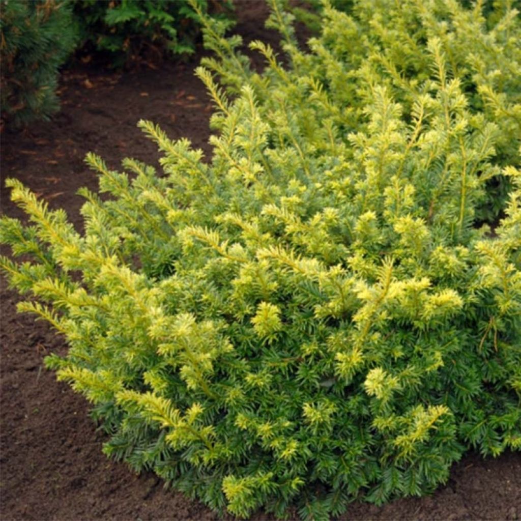 Taxus baccata Summergold - If commun doré