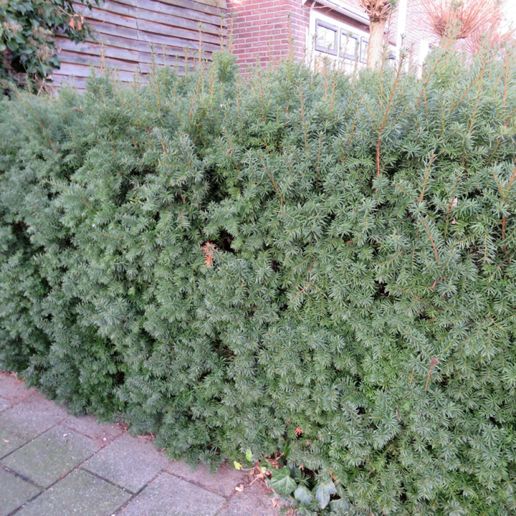 Taxus x media Groenland - If hybride