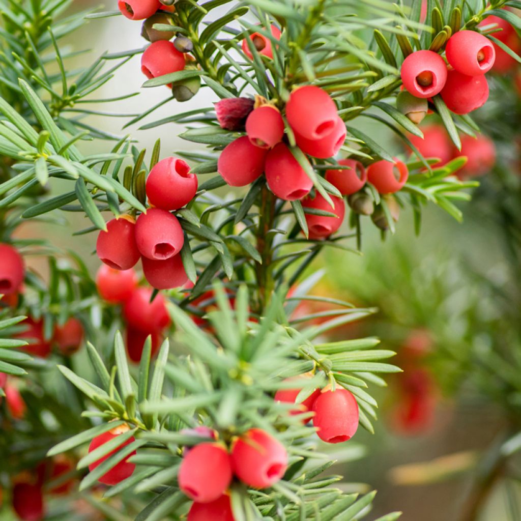 Taxus baccata - If commun
