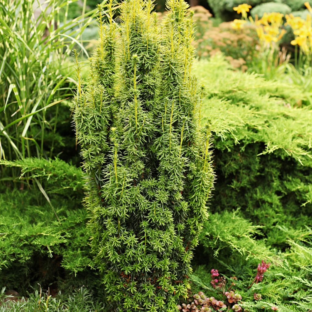 Taxus baccata - If commun