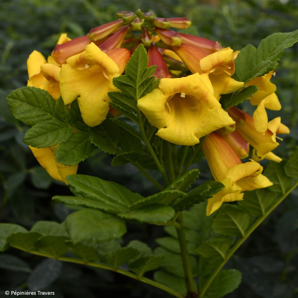 Tecomaria Tropical Twist - Chèvrefeuille du Cap