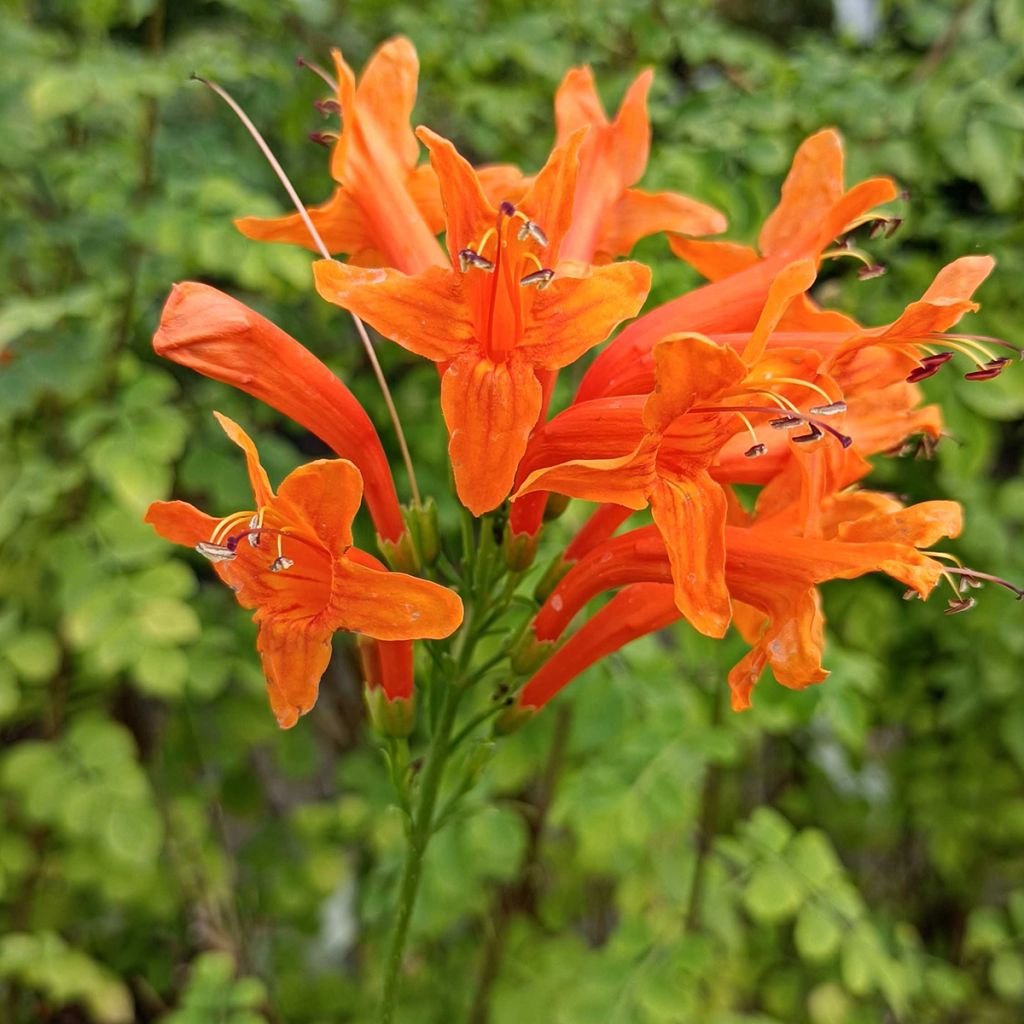 Tecomaria (Tecoma) capensis - Chèvrefeuille du Cap