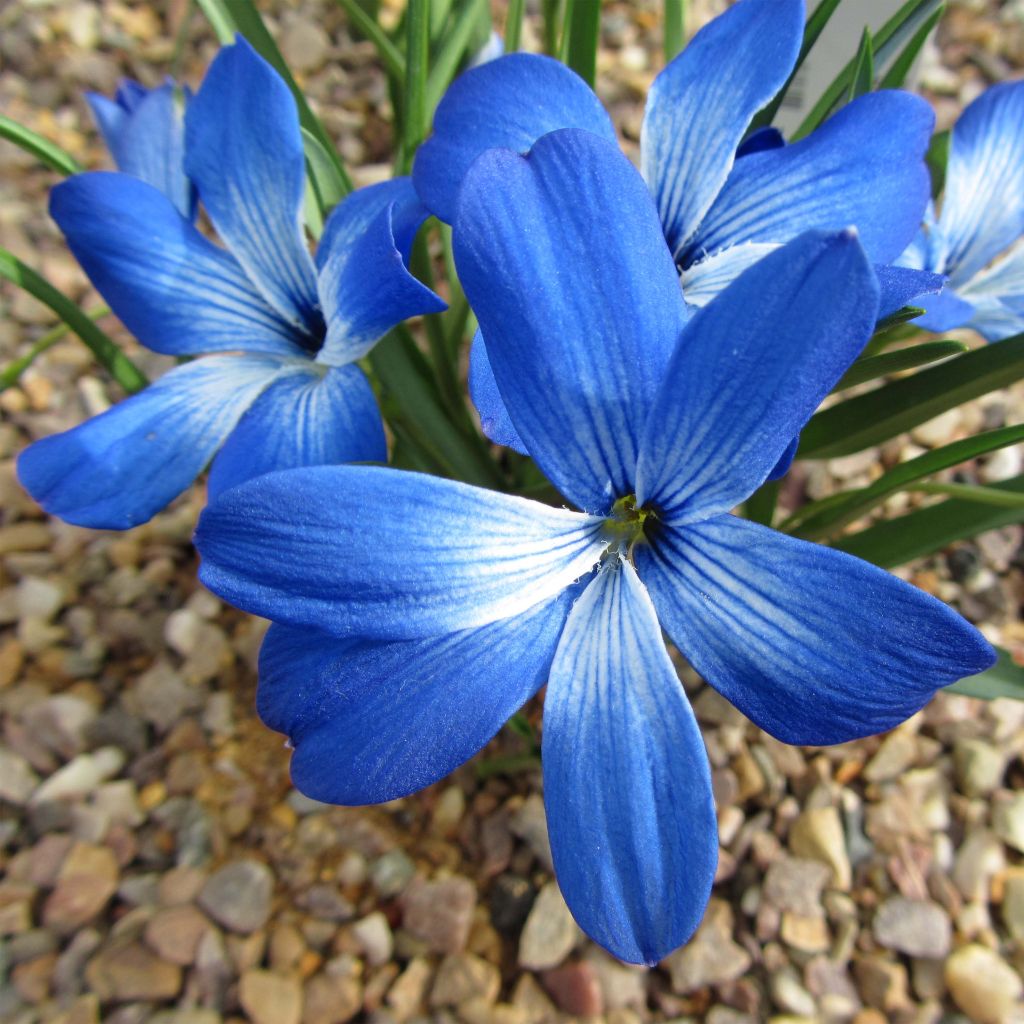 Crocus bleu du Chili - Tecophilaea cyanocrocus