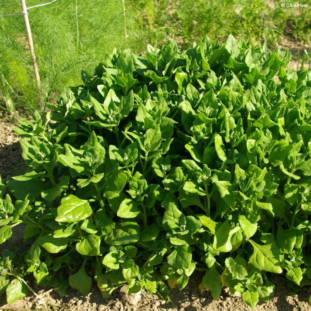Tétragone cornue en plant - Tetragonia tetragonioides (expansa)