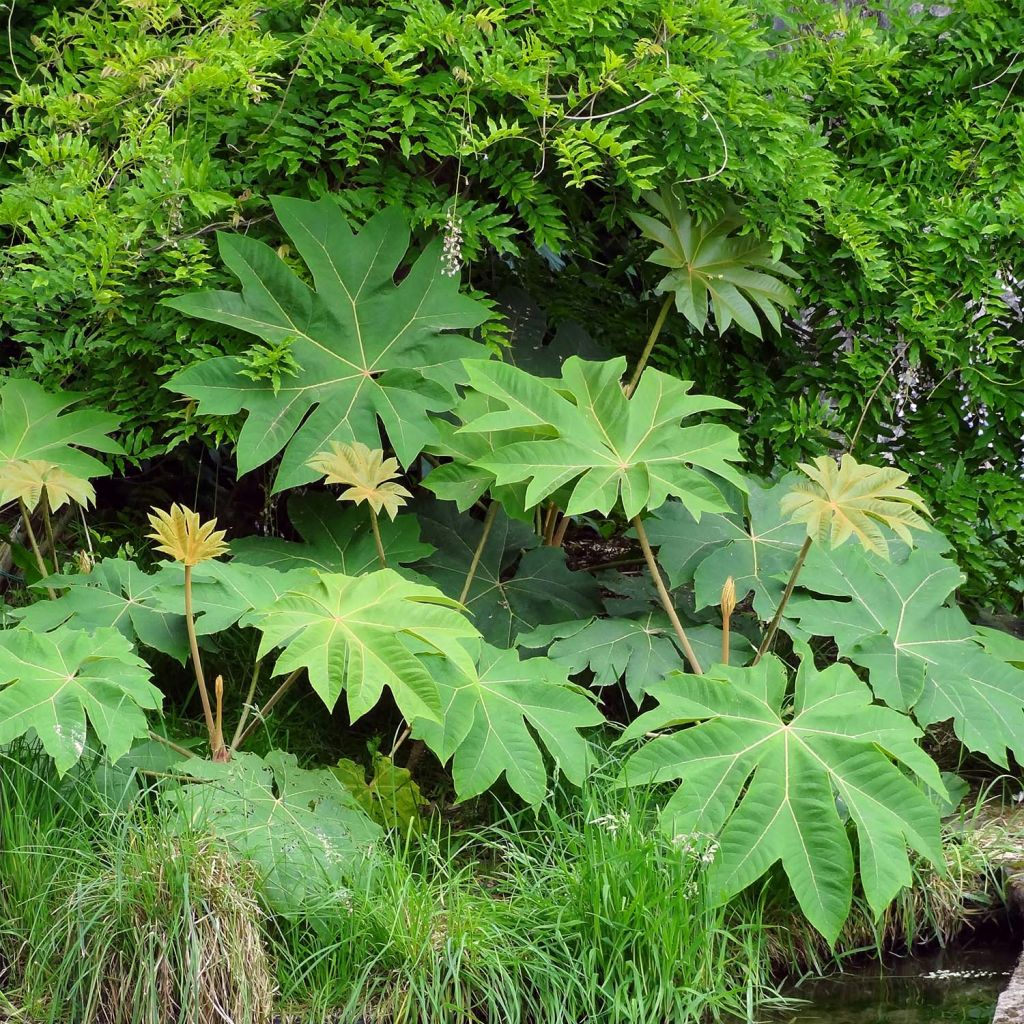 Tetrapanax papyrifera Rex - Plante à papier de riz