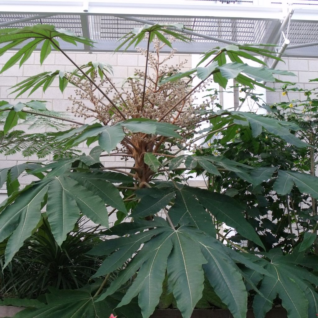 Tetrapanax xl papyrifera Rex - Plante à papier de riz