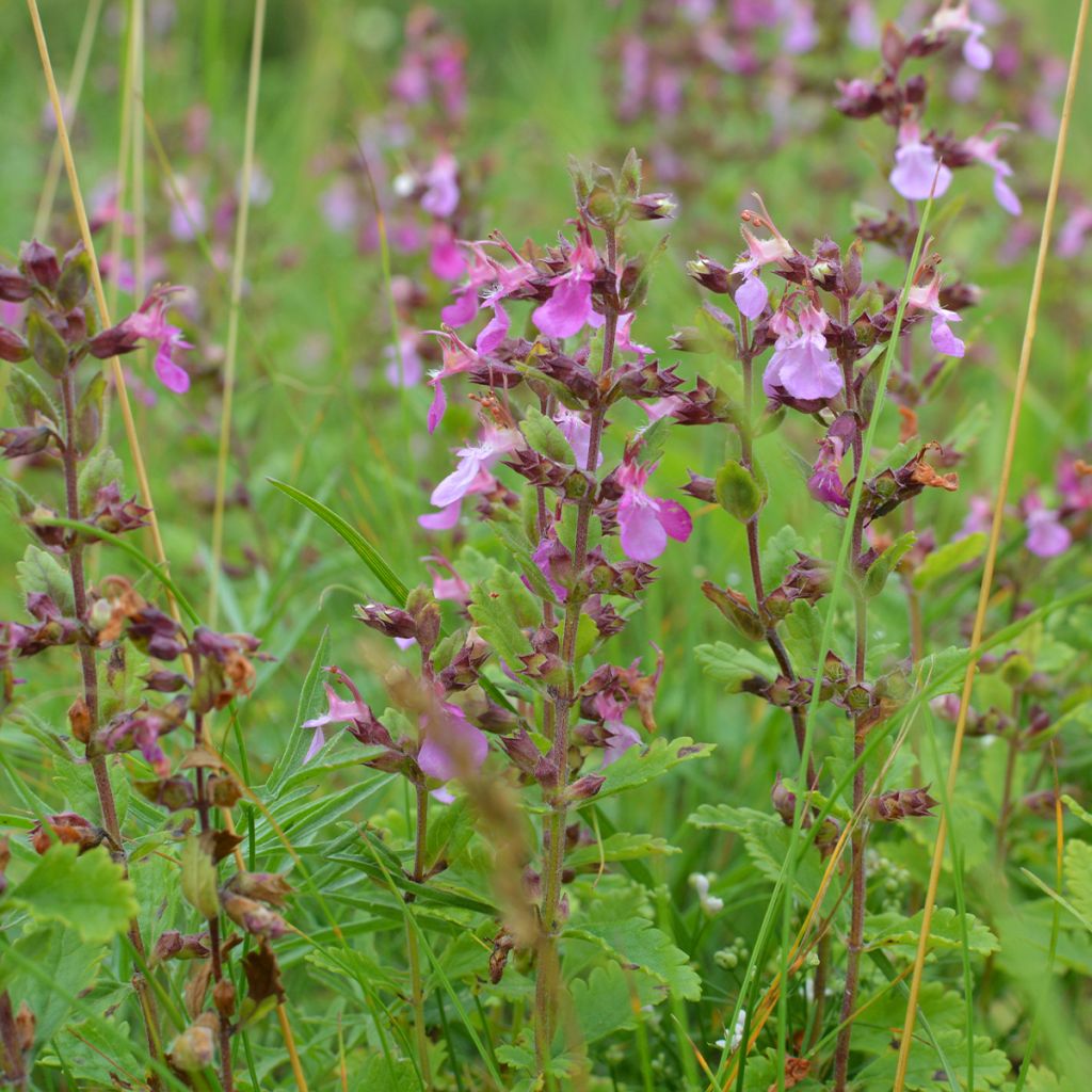 Teucrium chamaedrys (wild form) - Germandrée petit-chêne