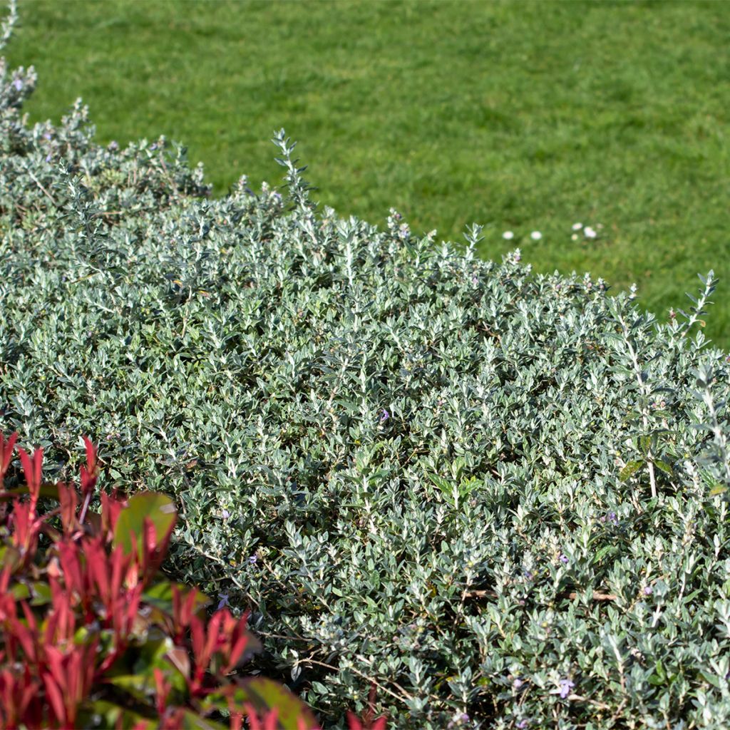 Teucrium fruticans Selection Erecta - Germandrée arbustive