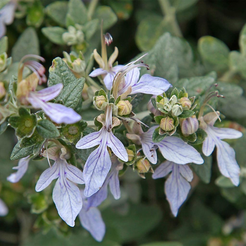 Germandrée arbustive - Teucrium fruticans