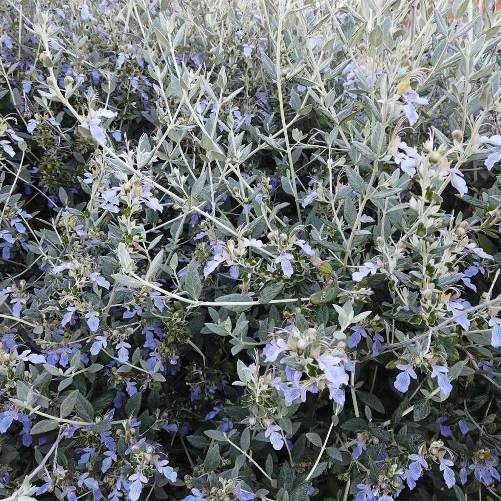 Germandrée arbustive - Teucrium fruticans