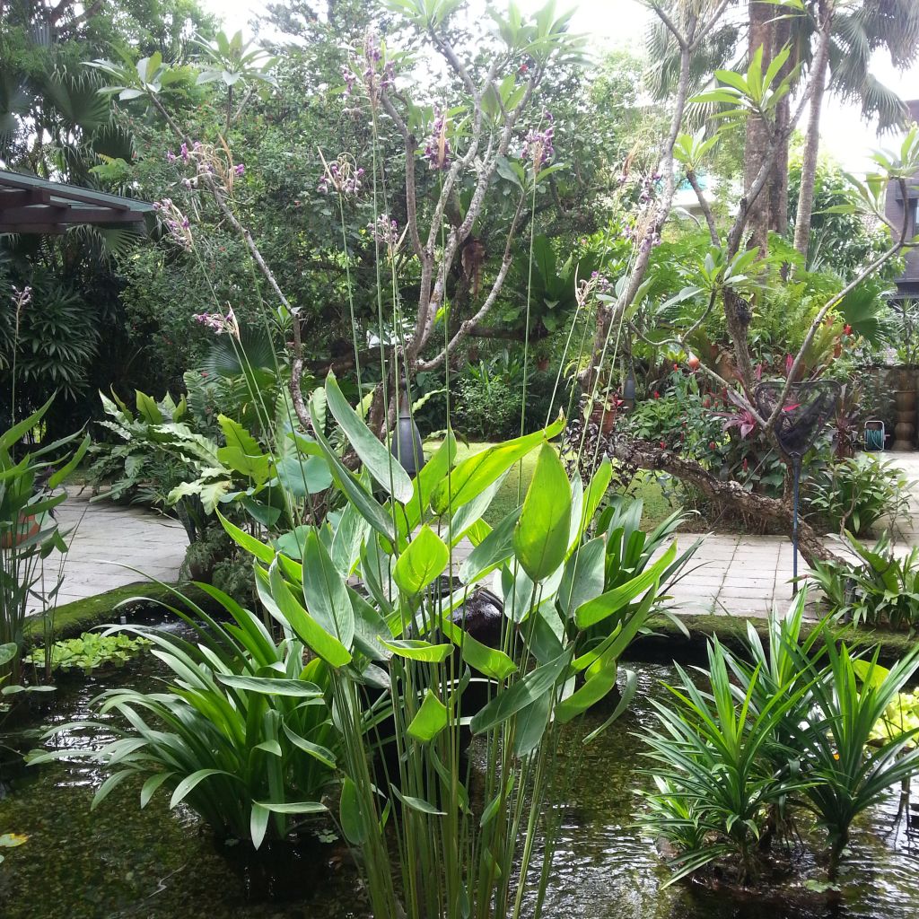 Thalia dealbata - Thalie blanchie