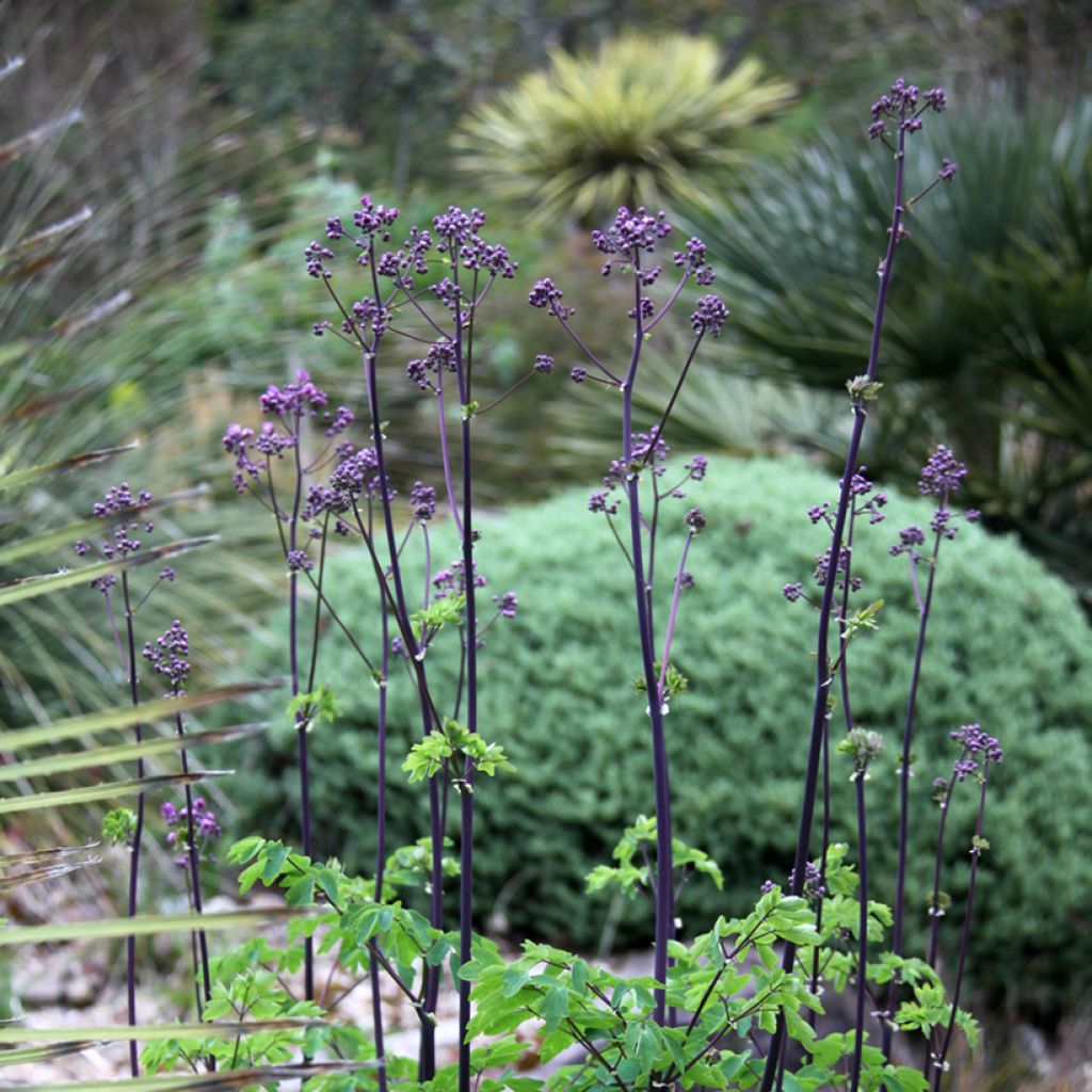 Thalictrum Black Stockings - Pigamon