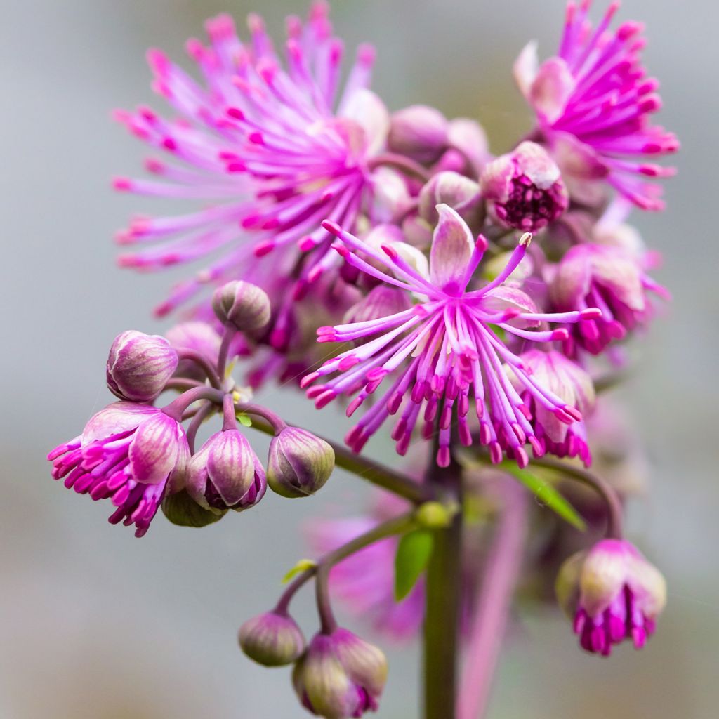 Thalictrum Black Stockings - Pigamon