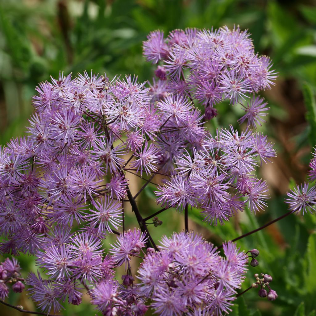 Thalictrum Yulia - Pigamon