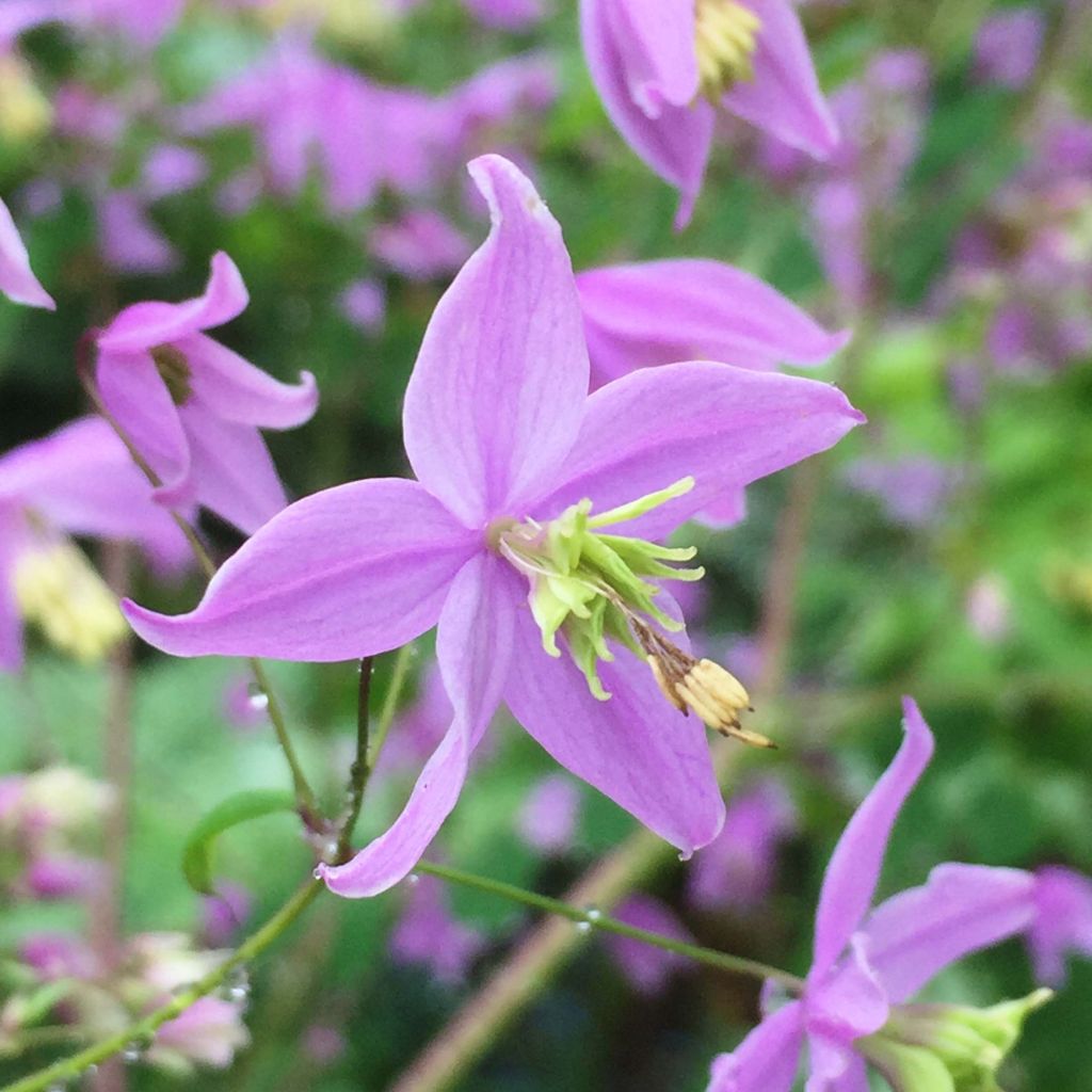 Thalictrum delavayi Hinckley