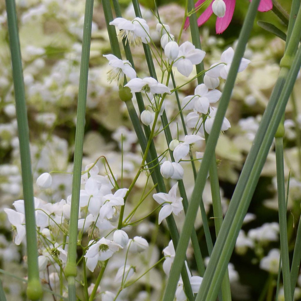 Thalictrum delavayi Splendide Album 