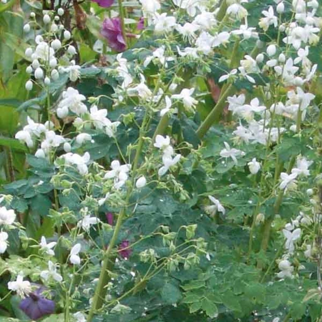 Thalictrum Delavayi album