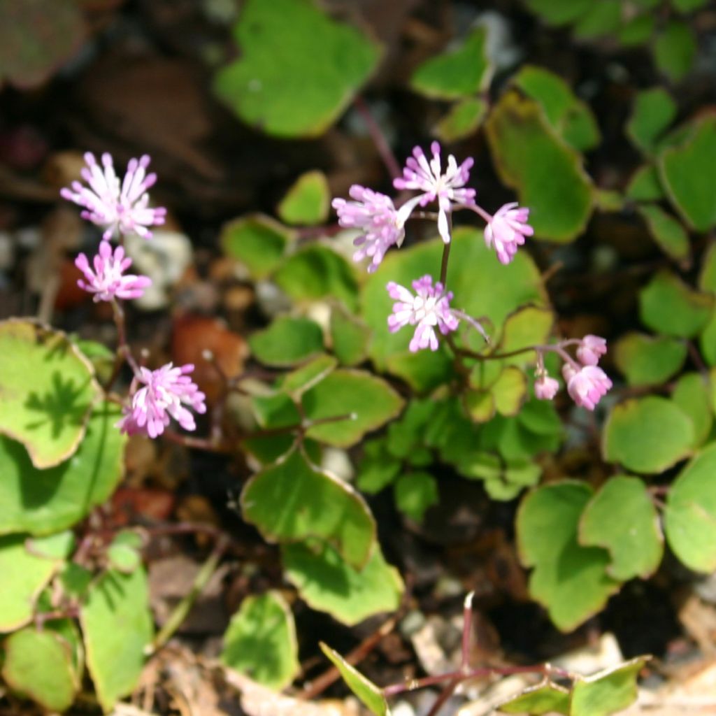 Thalictrum kiusianum, Pigamon