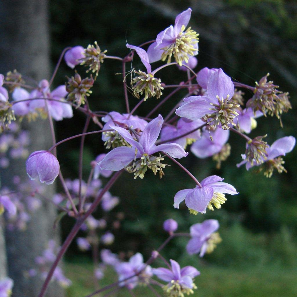 Thalictrum rochebrunianum - Pigamon de Rochebrun