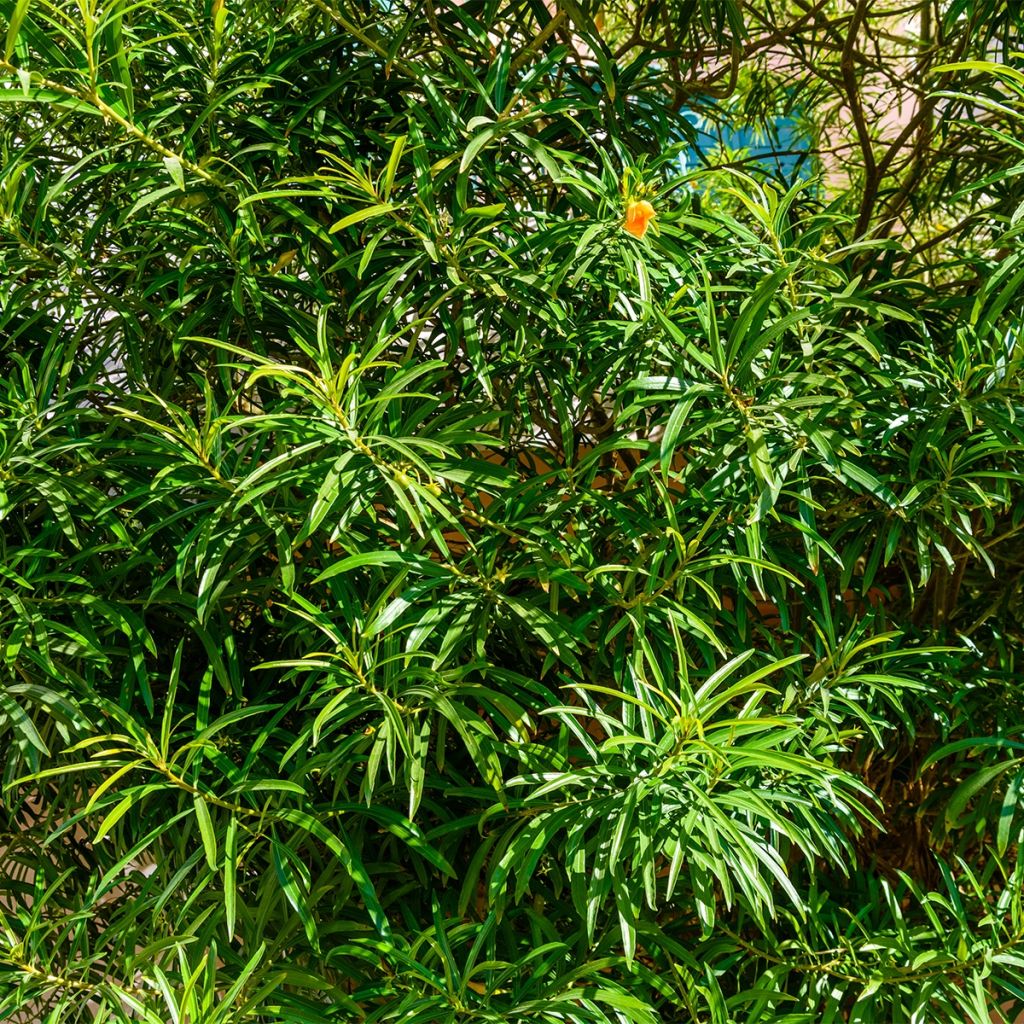 Thevetia peruviana - Thévétia du Pérou ou Laurier jaune