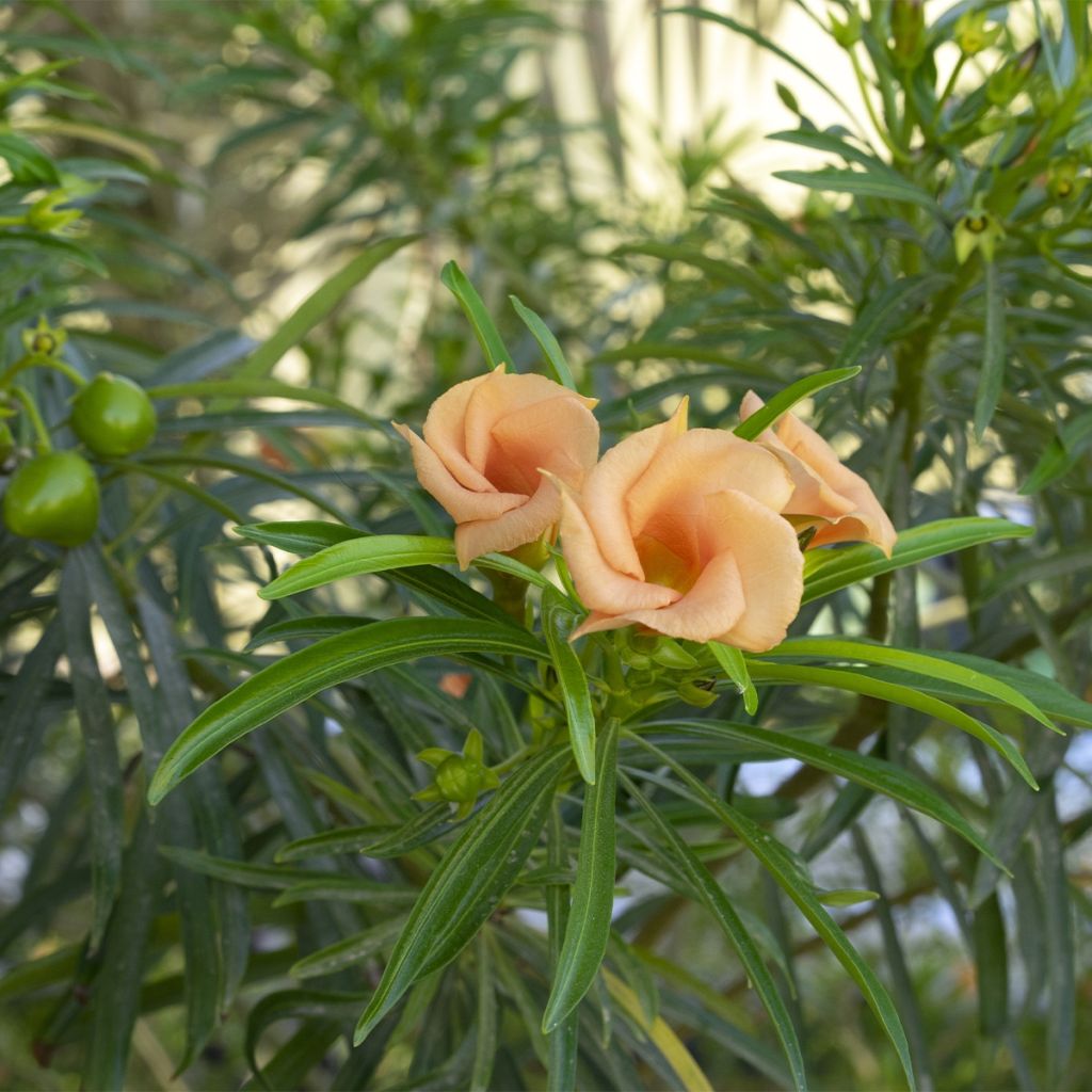 Thevetia peruviana - Thévétia du Pérou ou Laurier jaune