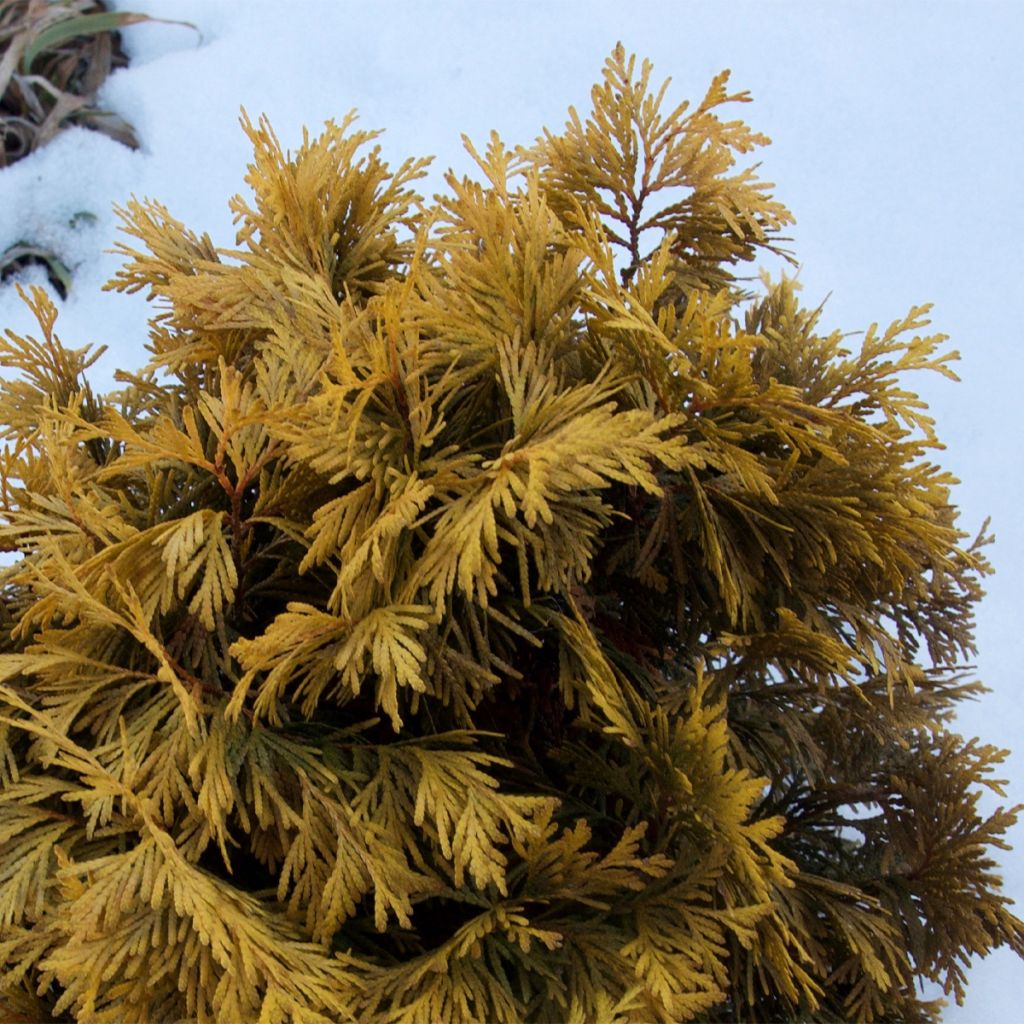 Thuya du Canada - Thuja occidentalis Amber Glow