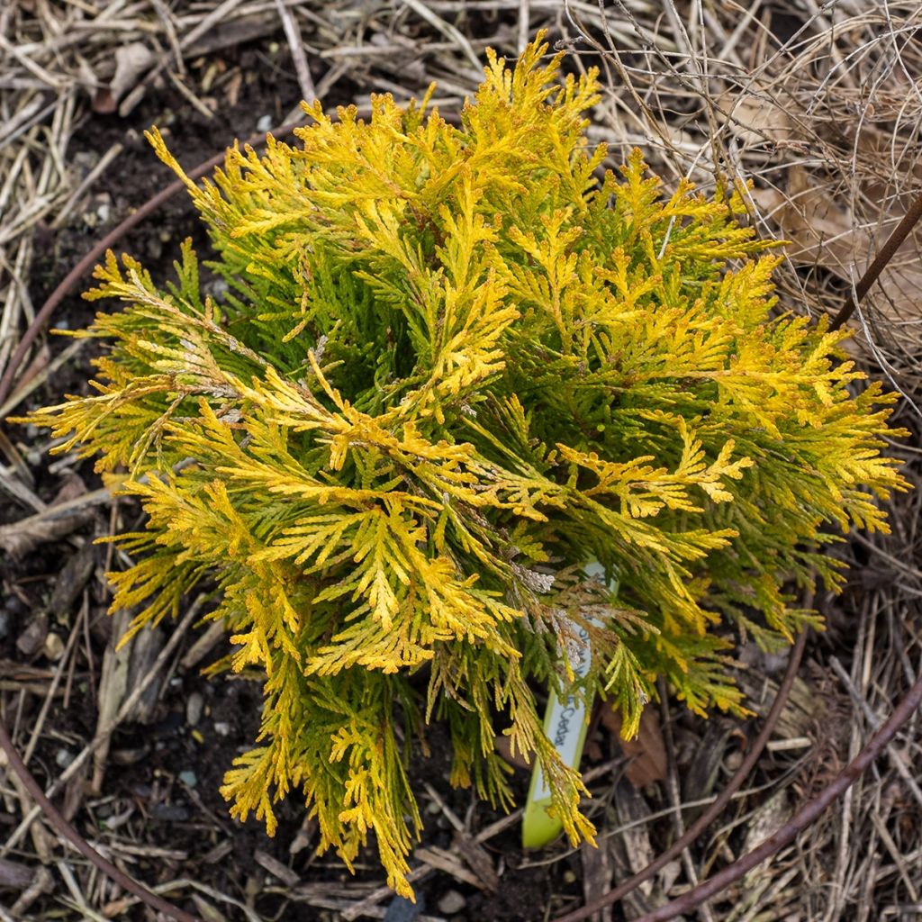 Thuya du Canada - Thuja occidentalis Amber Glow