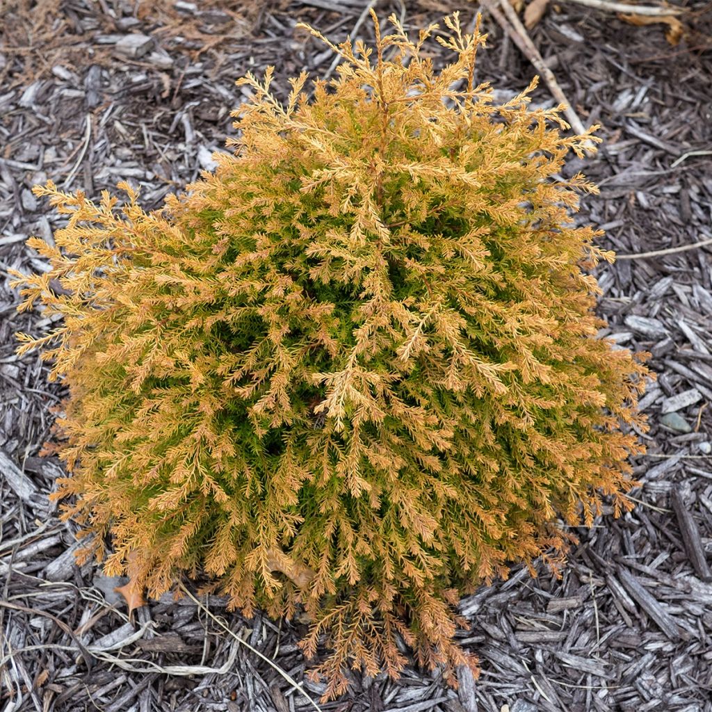 Thuya du Canada - Thuja occidentalis Fire Chief