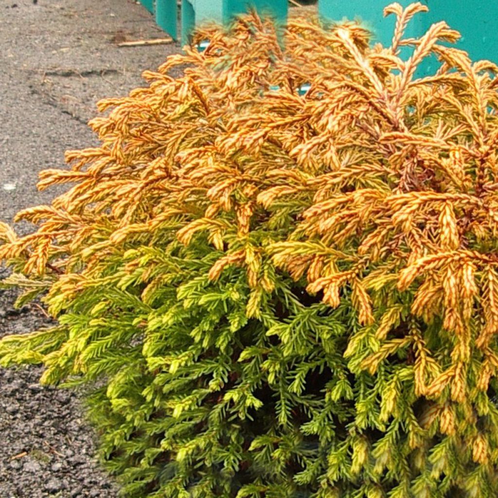 Thuja occidentalis Golden Tuffet - Thuya du Canada                